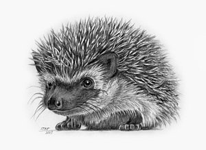 300x219 Hedgehog Drawings Fine Art America - Hedgehog Drawing