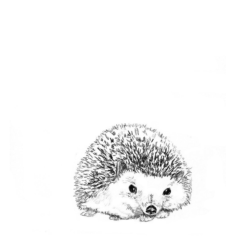 794x831 hedgehog illustration hedgehog arthedgehog printhedgehog etsy - Hedgehog Drawing