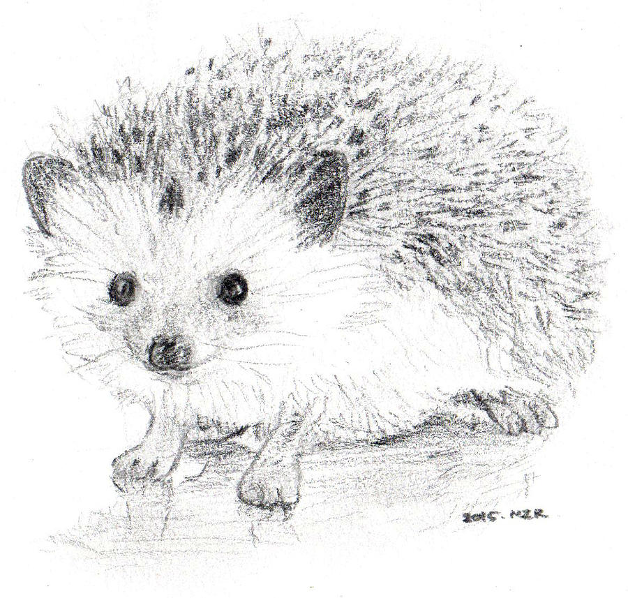 900x857 Hedgehog On Pencil Drawing - Hedgehog Drawing