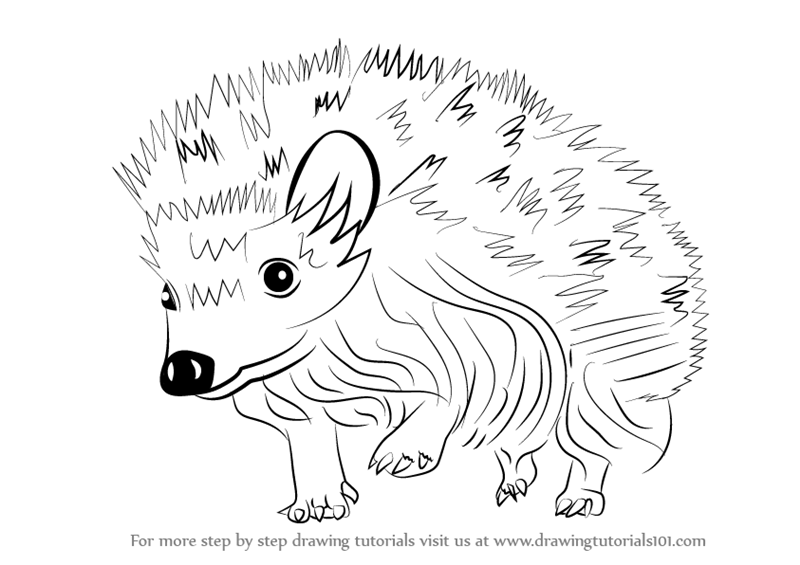 800x565 Learn How To Draw A Hedgehog - Hedgehog Drawing