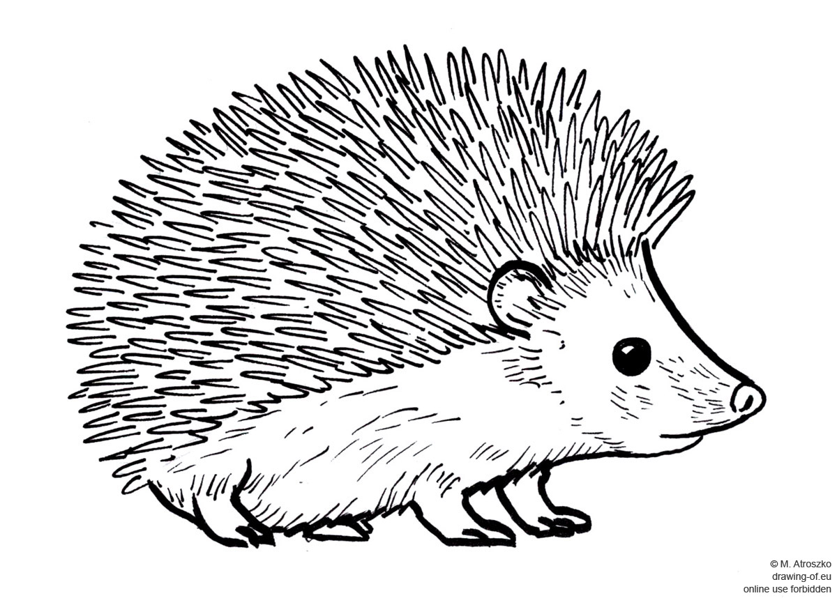 Hedgehog Drawing at Explore collection of Hedgehog