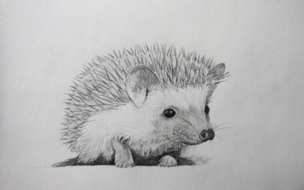600x375 Cute Hedgehog Drawing - Hedgehog Drawing