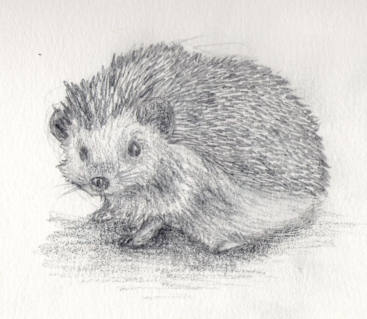 736x640 Drawn Hedgehog Realistic - Hedgehog Drawing Tumblr
