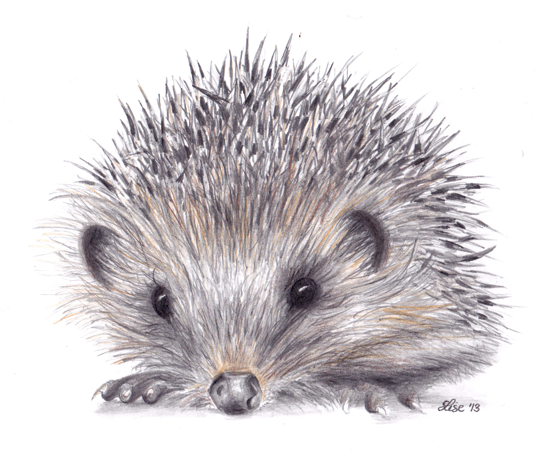 1896x1582 Hedgehog Paintings - Hedgehog Drawing Tumblr