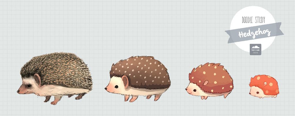 1024x402 art hedgehog illustration, hedgehog drawing - Hedgehog Drawing Tumblr