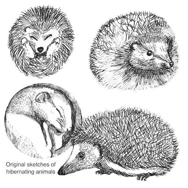 600x600 Hedgehog Drawing Sleeping For Free Download - Hedgehog Drawing Tumblr