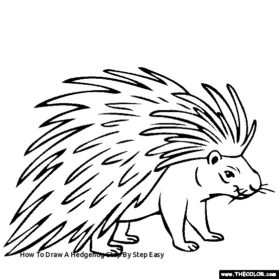 560x560 How To Draw A Hedgehog Step - Hedgehog Line Drawing