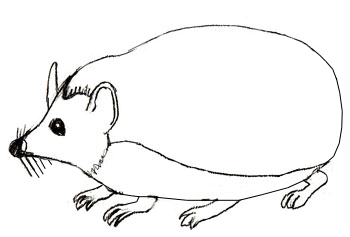 350x237 How To Draw A Hedgehog - Hedgehog Line Drawing