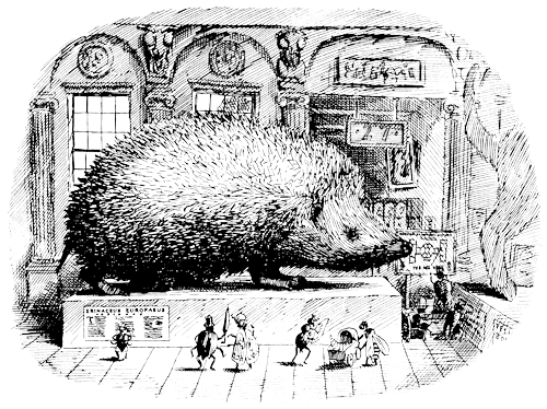 500x374 How Well Do You Know Your Hedgehog - Hedgehog Line Drawing