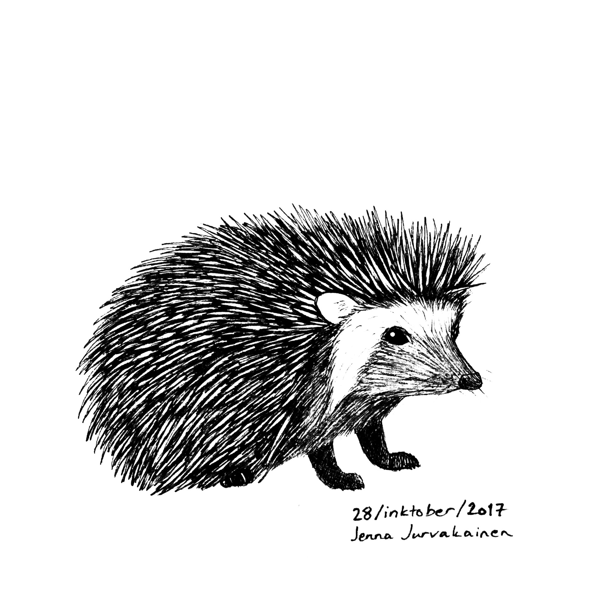 Hedgehog Line Drawing at Explore collection of
