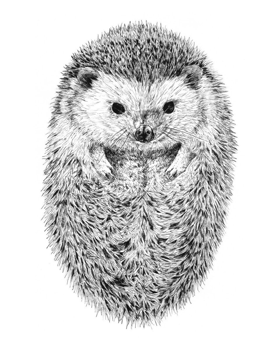 Hedgehog Line Drawing at Explore collection of