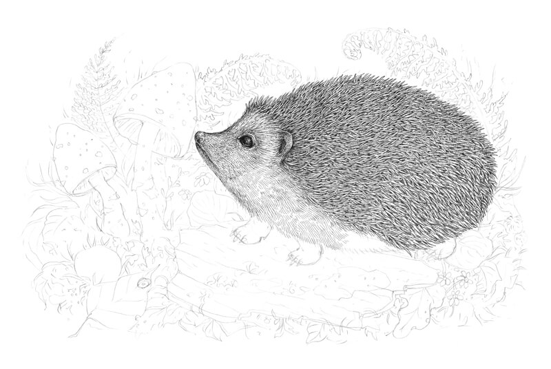 800x536 Drawing Natural Textures With Ink Liners - Hedgehog Line Drawing