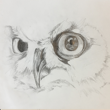 384x384 hedwig drawing pdi design - Hedwig Drawing