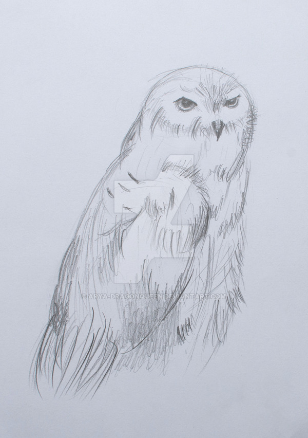 600x852 hedwig the snowy owl - Hedwig Drawing