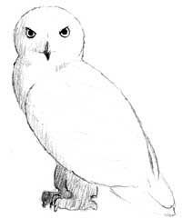 200x241 how to draw hedwig, harry potter's snowy owl grade boards - Hedwig Drawing