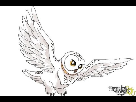 480x360 how to draw hedwig from harry potter - Hedwig Drawing