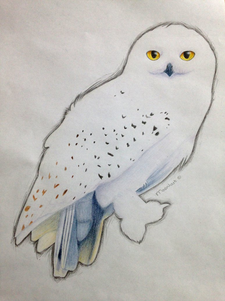774x1032 background hedwig's theme - Hedwig Drawing