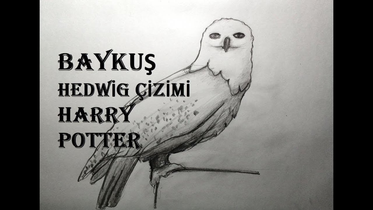 1280x720  - Hedwig Drawing