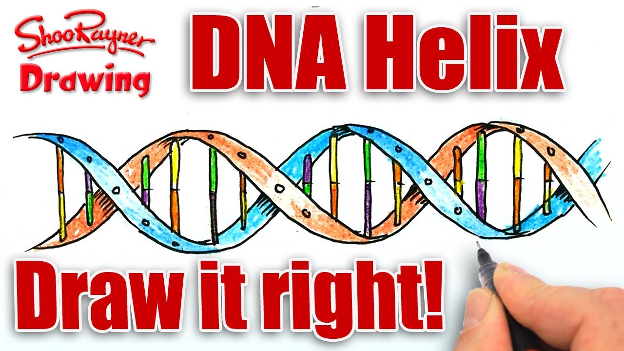 1280x720 How To Draw The Dna Helix Correctly! - Helix Drawing