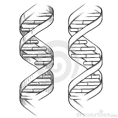 400x400 dna double helix drawing - Helix Drawing