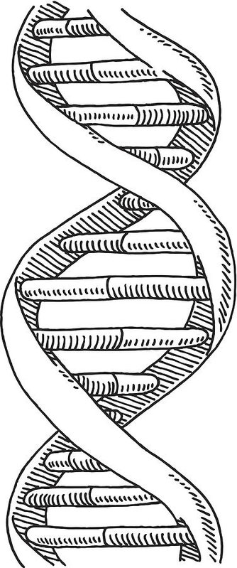 334x799 dna double helix vertical drawing art print - Helix Drawing