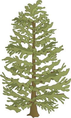 242x400  - Hemlock Tree Drawing