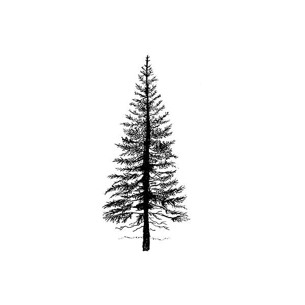 600x600 lavinia stamps on line shop fir tree found on polyvore - Hemlock Tree Drawing
