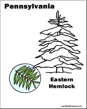 Hemlock Tree Drawing at PaintingValley.com | Explore collection of