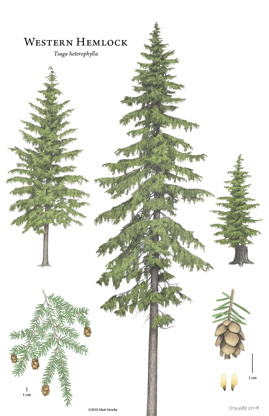 Hemlock Tree Drawing at Explore collection of