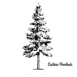 160x160 Vector Sketch Illustration Black Silhouette Of Western Hemlock - Hemlock Tree Drawing