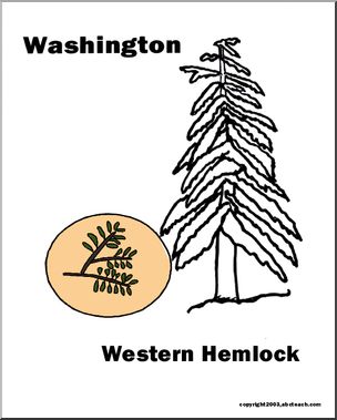 304x379 Washington State Tree - Hemlock Tree Drawing