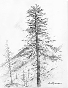 Hemlock Tree Drawing at PaintingValley.com | Explore collection of ...