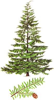 210x383 Western Hemlock For Pnw Corner If Ever I Got A Tattoo Pnw - Hemlock Tree Drawing