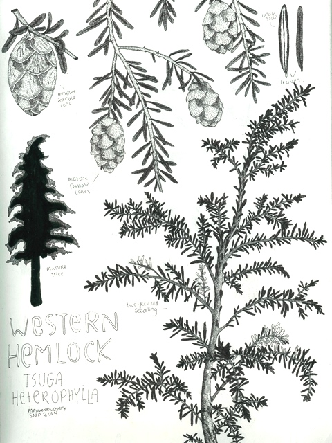 Hemlock Tree Drawing at PaintingValley.com | Explore collection of ...