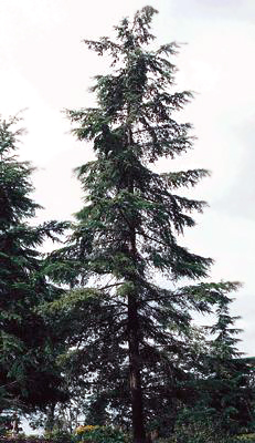 231x400 Western Hemlock - Hemlock Tree Drawing