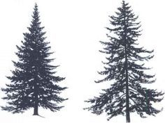 236x177 Hemlock Tree Drawing - Hemlock Tree Drawing