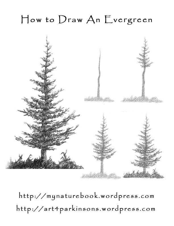 612x792 Hemlock Tree Illustration - Hemlock Tree Drawing