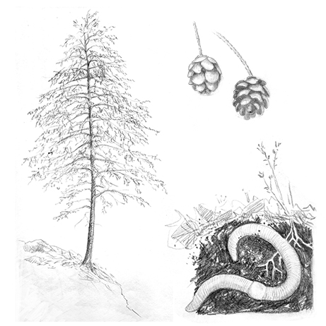 Hemlock Tree Drawing at PaintingValley.com | Explore collection of