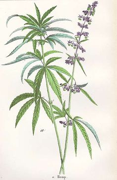 236x363 best illustration images cannabis, botanical drawings - Hemp Drawing