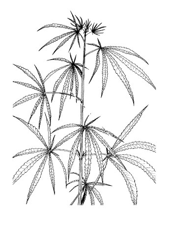 344x458 decimal code for growth stages of hemp - Hemp Drawing