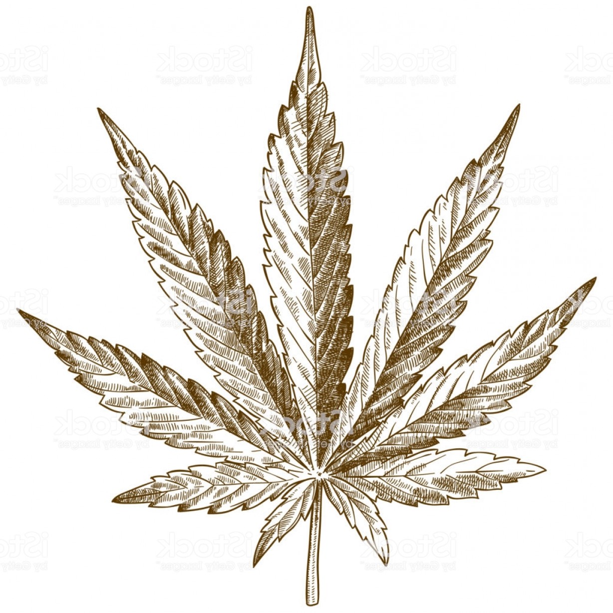 1228x1228 engraving drawing illustration of cannabis leaf gm soidergi - Hemp Drawing