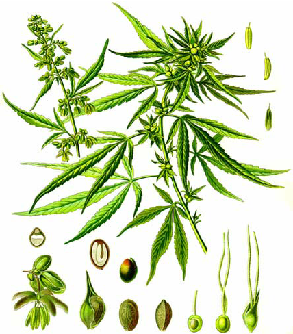 428x488 hemp, cannabis sativa l drawing of the plant, inflorescences - Hemp Drawing