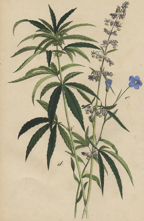 588x900 hemp drawing - Hemp Drawing