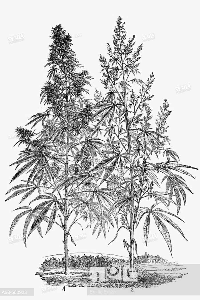700x1050 hemp plant, female and male - Hemp Drawing
