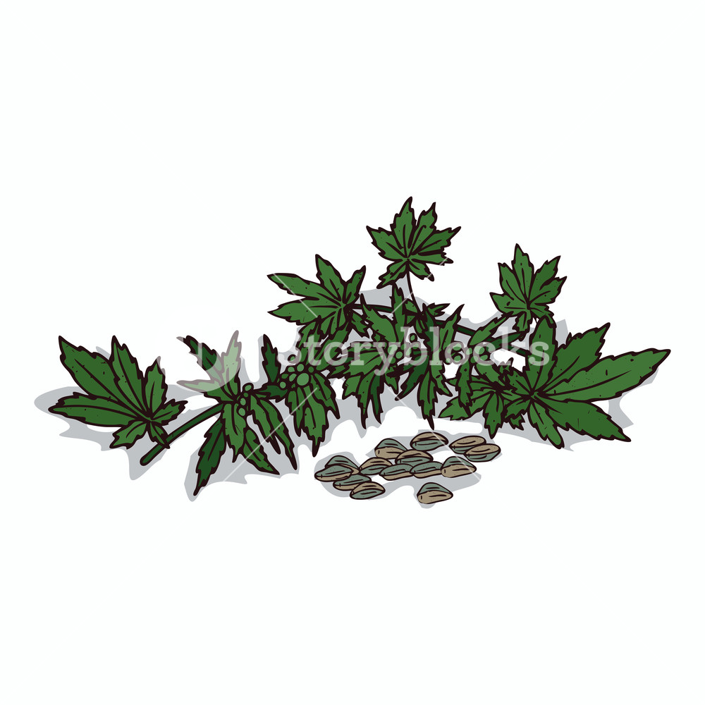 1000x1000 isolated clipart of plant hemp on white background botanical - Hemp Drawing