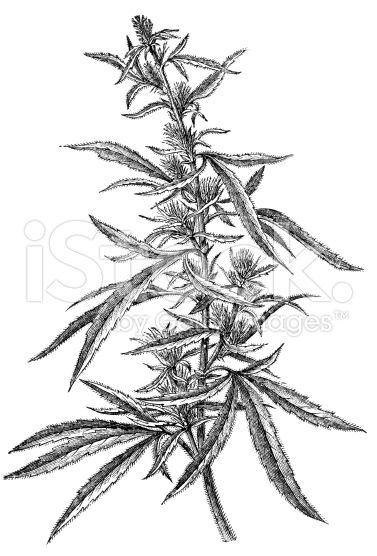 377x556 marijuana plant drawing - Hemp Drawing