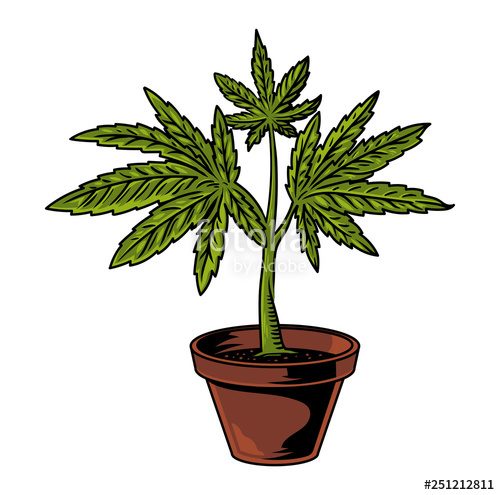 500x495 pot cannabis drawing stock image and royalty free vector - Hemp Drawing