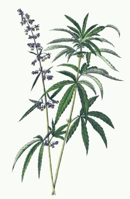 421x644 cape ann botanicals - Hemp Drawing