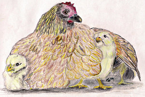 300x200 hen and chicks drawings fine art america - Hen And Chicks Drawing
