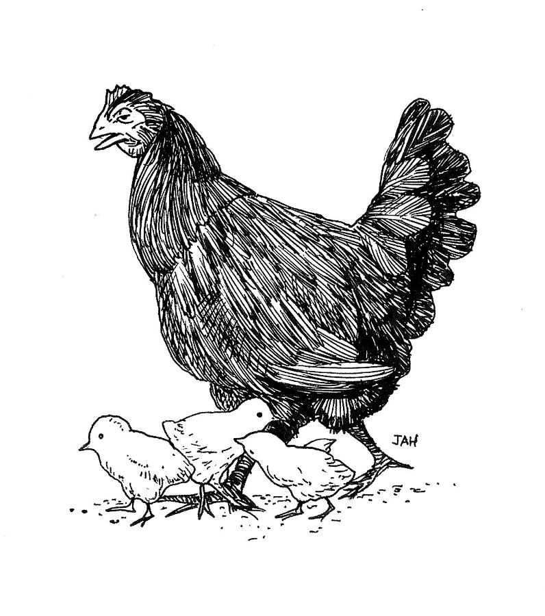 796x900 hen with chicks drawing - Hen And Chicks Drawing